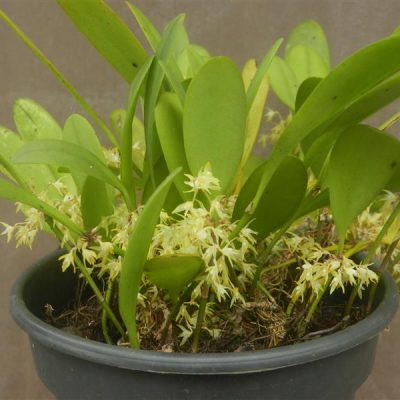 PLEUROTHALLIS obovata