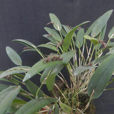 PLEUROTHALLIS pubescens