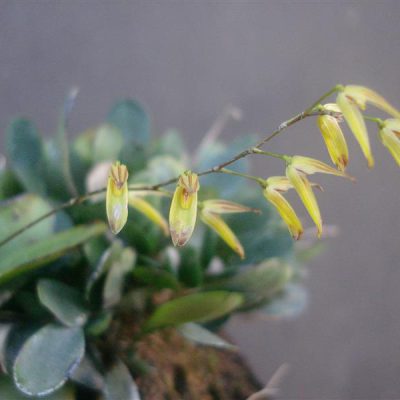 PLEUROTHALLIS grobyi