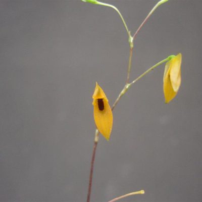 PLEUROTHALLIS henrique-aragonii