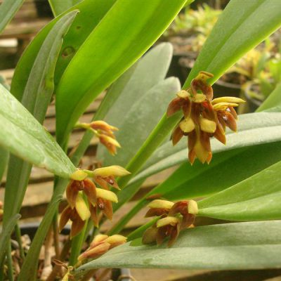 PLEUROTHALLIS hoffmannseggiana