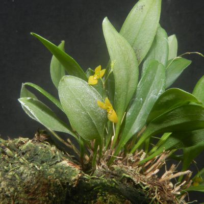 PLEUROTHALLIS hypnicola