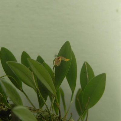 PLEUROTHALLIS klingelfusii (Acianthera)