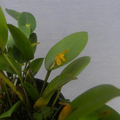 PLEUROTHALLIS luteola
