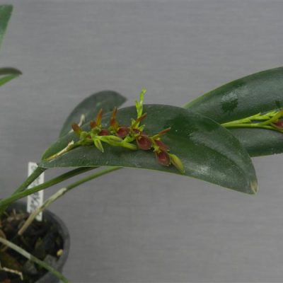 PLEUROTHALLIS macropoda