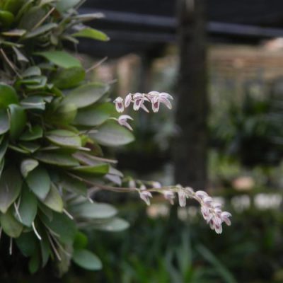 PLEUROTHALLIS marginalis