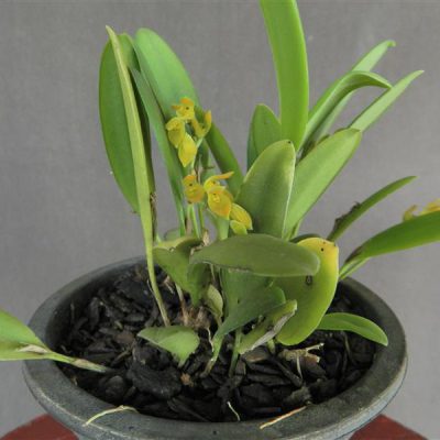 PLEUROTHALLIS lamproglossa