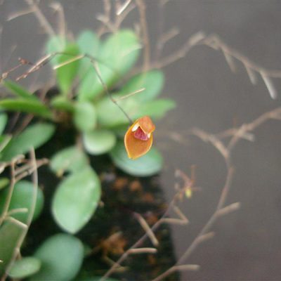 PLEUROTHALLIS mentosa