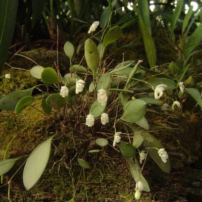 PLEUROTHALLIS mirabilis