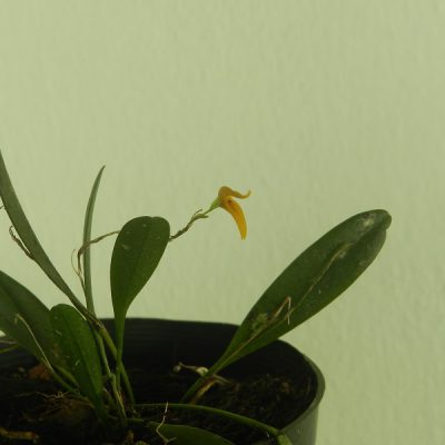 PLEUROTHALLIS ochracea