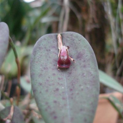 PLEUROTHALLIS panduripetala