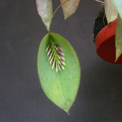 PLEUROTHALLIS pectinata