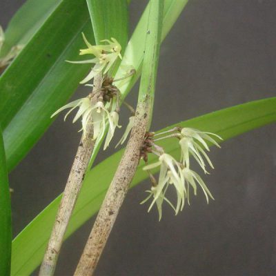 PLEUROTHALLIS peduncularis