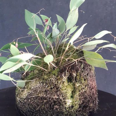PLEUROTHALLIS piraquarensis
