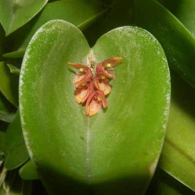 PLEUROTHALLIS prolifera
