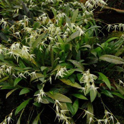 PLEUROTHALLIS pterophora