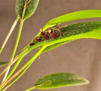 PLEUROTHALLIS smithiana