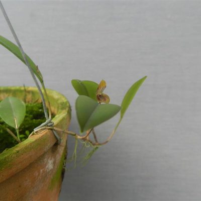 PLEUROTHALLIS ramosa
