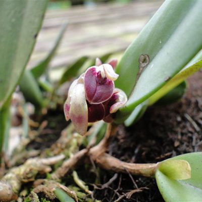 PLEUROTHALLIS recurva