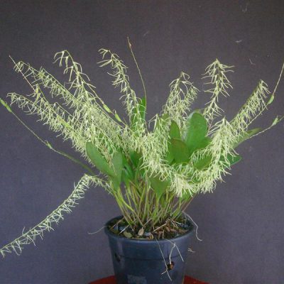 PLEUROTHALLIS rubens