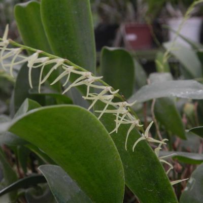 PLEUROTHALLIS sclerophylla