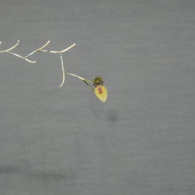 PLEUROTHALLIS seriata