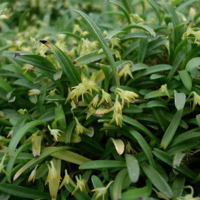 PLEUROTHALLIS sertularioides