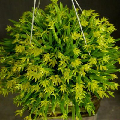 PLEUROTHALLIS sonderana