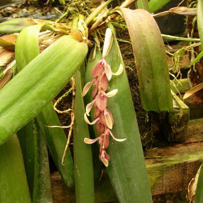 PLEUROTHALLIS strupifolia