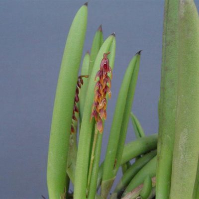 PLEUROTHALLIS teres