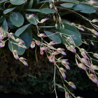 PLEUROTHALLIS sub-picta
