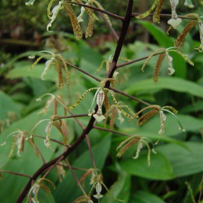 POLYCYCNIS breviloba