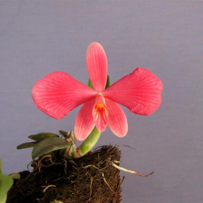 SOPHRONITIS brevipedunculata