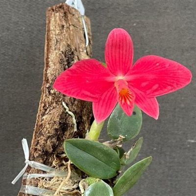 SOPHRONITIS brevipedunculata
