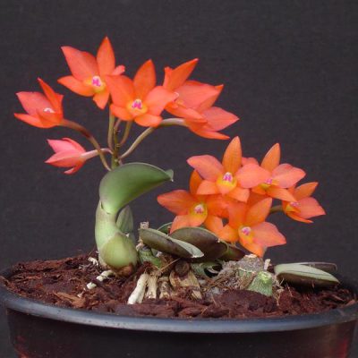 SOPHRONITIS cernua