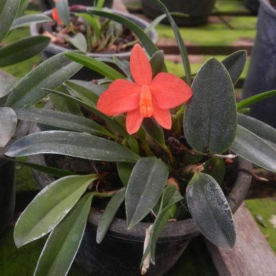 SOPHRONITIS coccinea