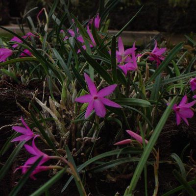 SOPHRONITIS violacea