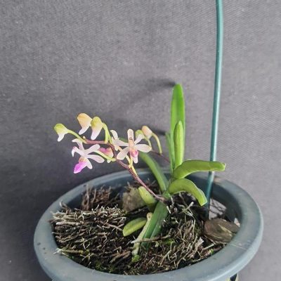 STEREOCHILUS dalatensis