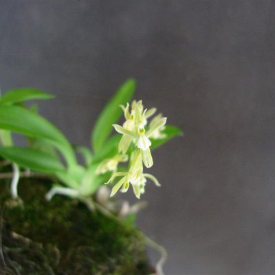 THEODOREA gomezoides