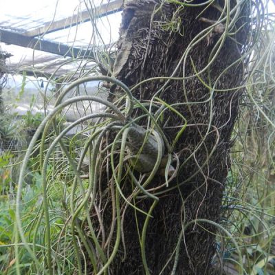 TILLANDSIA Prof Rau