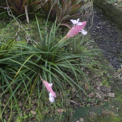 TILLANDSIA Rosita