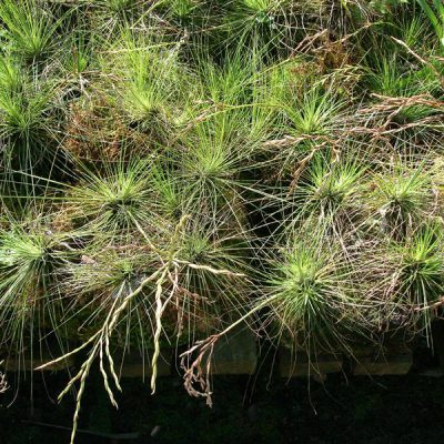 TILLANDSIA filifolia