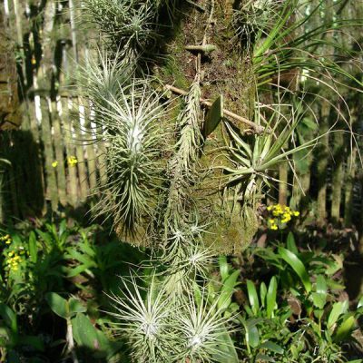 TILLANDSIA funckiana