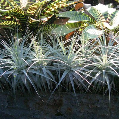 TILLANDSIA gardneri