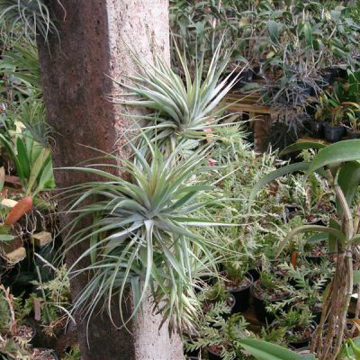 TILLANDSIA geminiflora