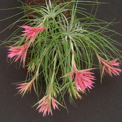 TILLANDSIA globosa