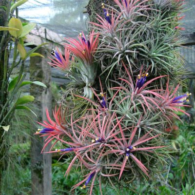TILLANDSIA ionantha