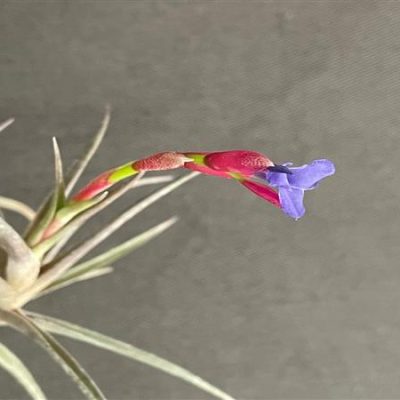 TILLANDSIA jonesii