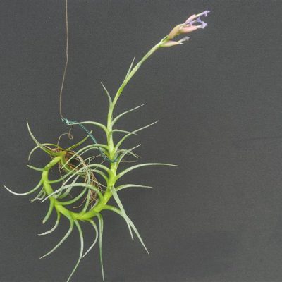 TILLANDSIA jonesii