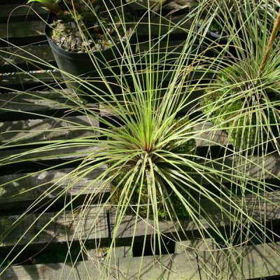TILLANDSIA juncea